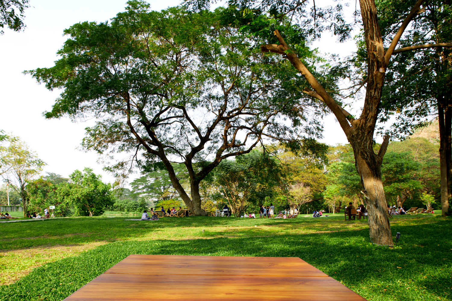 Um vasto campo gramado em um parque, com grandes árvores frondosas espalhadas e pessoas relaxando à distância. Um deck de madeira em primeiro plano convida à contemplação da paisagem natural.