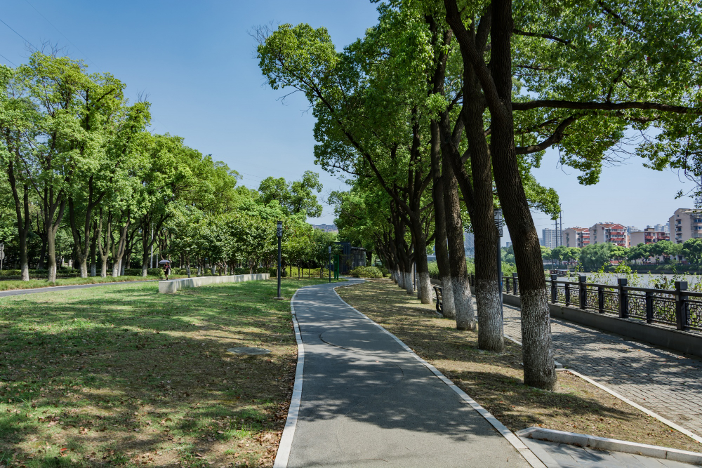 Um caminho pavimentado serpenteia por um parque verde com árvores altas e frondosas, com edifícios visíveis ao fundo e um céu azul claro.