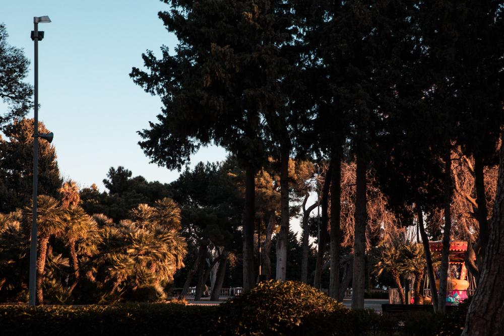 Uma paisagem de parque ao entardecer, com árvores altas e palmeiras iluminadas por uma luz dourada, e um poste de luz à esquerda.