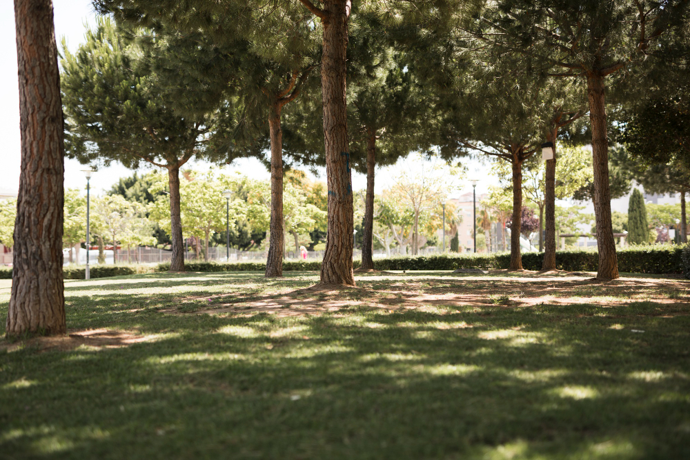 Uma paisagem de parque com troncos de árvores e grama verde, com a luz do sol criando sombras no chão.