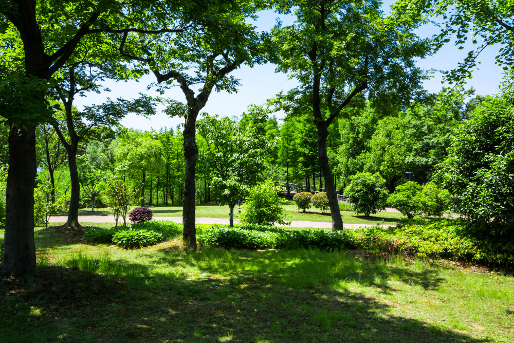 Um parque verde exuberante com muitas árvores, grama e um caminho sinuoso, sob um céu azul claro.