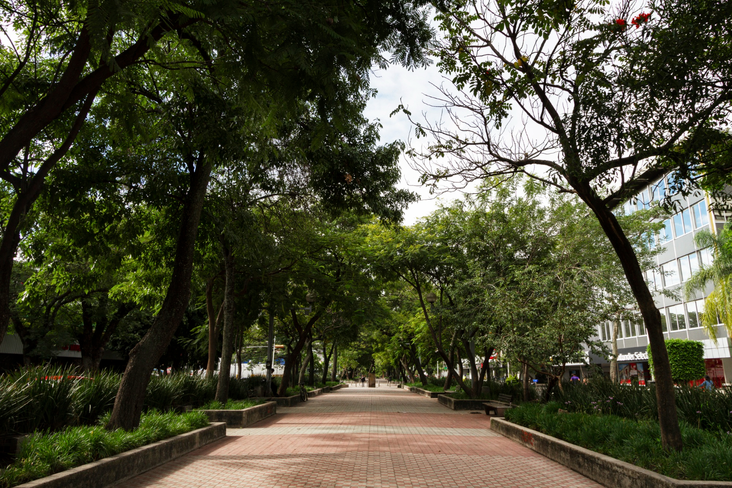Um calçadão largo e pavimentado atravessa um parque arborizado com árvores altas formando um dossel, e edifícios urbanos ao fundo.